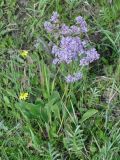 Limonium gmelinii