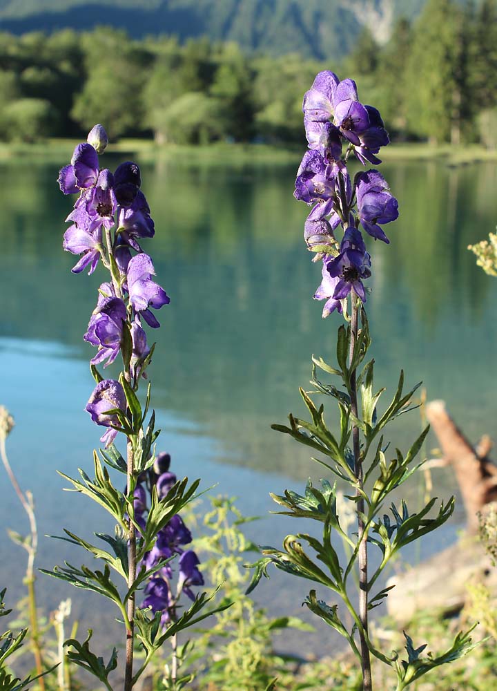 Изображение особи Aconitum napellus.