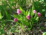 Cypripedium macranthos