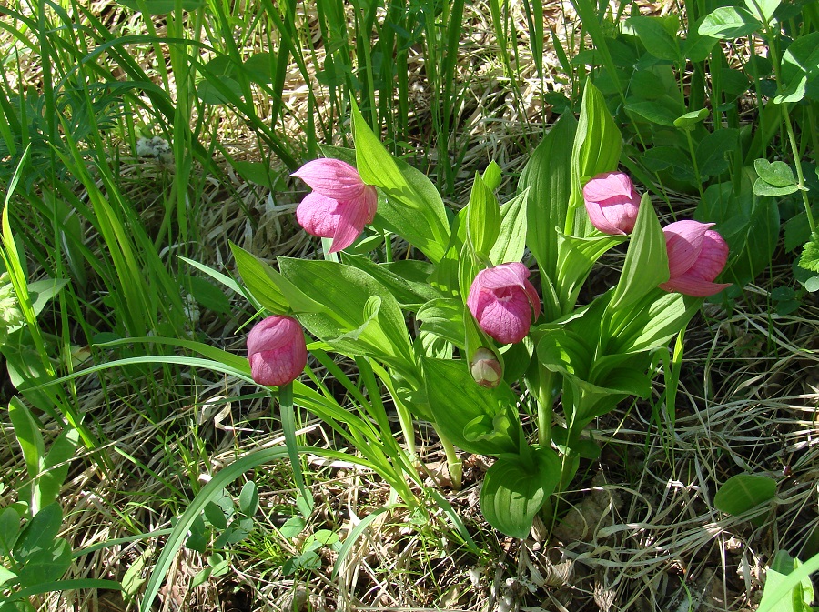 Image of Cypripedium macranthos specimen.
