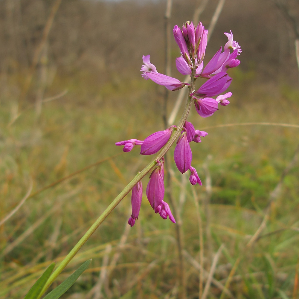 Image of Polygala major specimen.