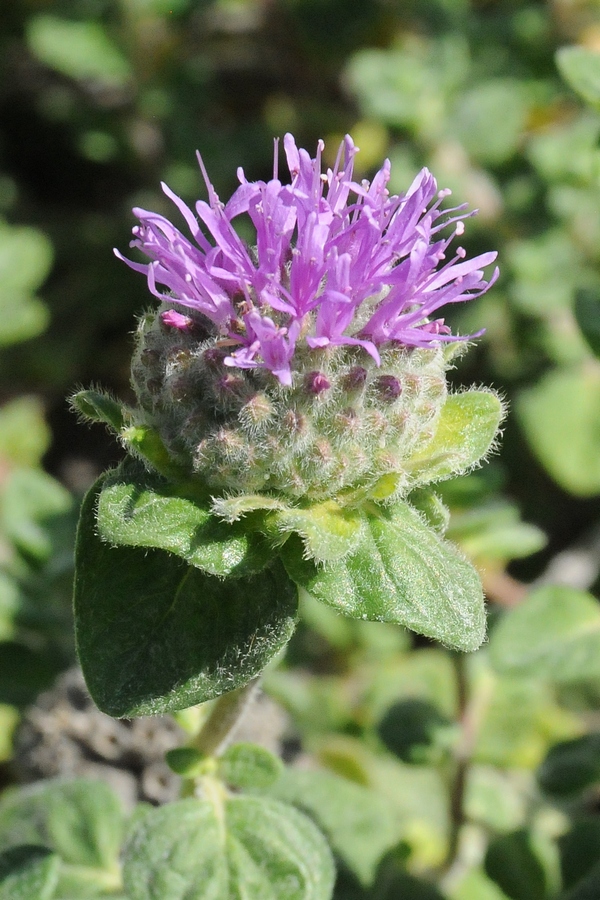 Изображение особи Monardella undulata ssp. crispa.