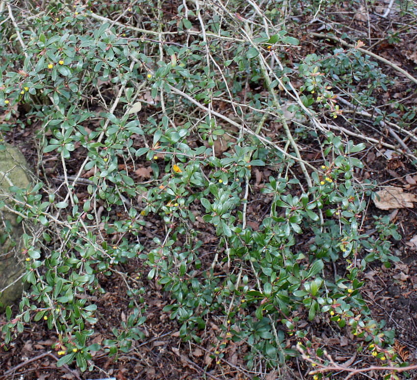 Изображение особи Berberis hakeoides.