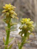 Euphorbia virgata