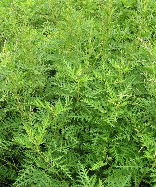 Image of Artemisia gmelinii specimen.