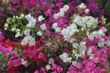 genus Bougainvillea. Ветви цветущего растения. Перу, окр. г. Наска. Март 2014 г.