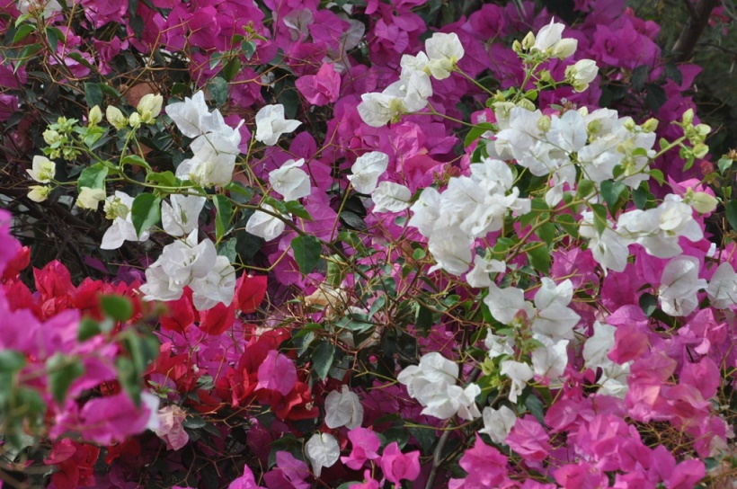 Изображение особи род Bougainvillea.