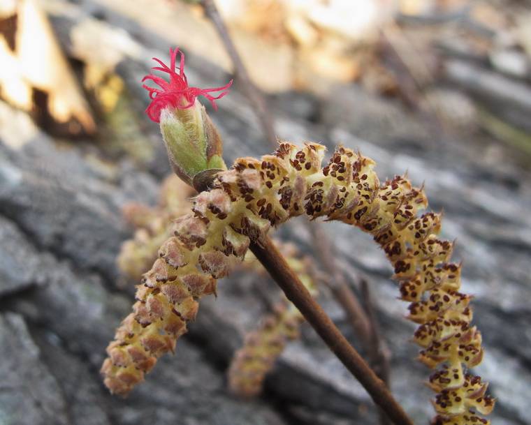 Image of Corylus mandshurica specimen.