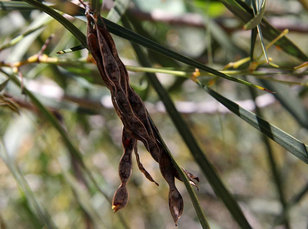 Image of Acacia saligna specimen.