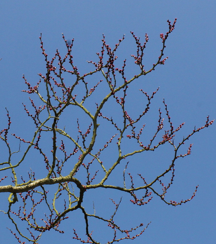 Image of Cercis chinensis specimen.