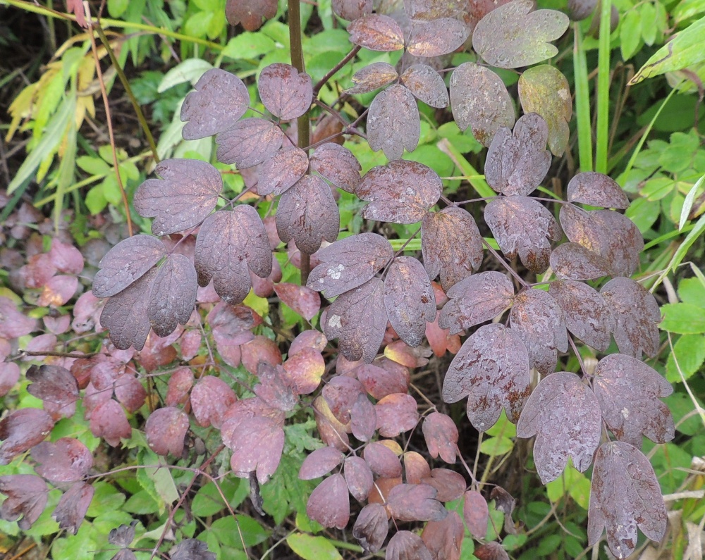 Изображение особи Thalictrum contortum.