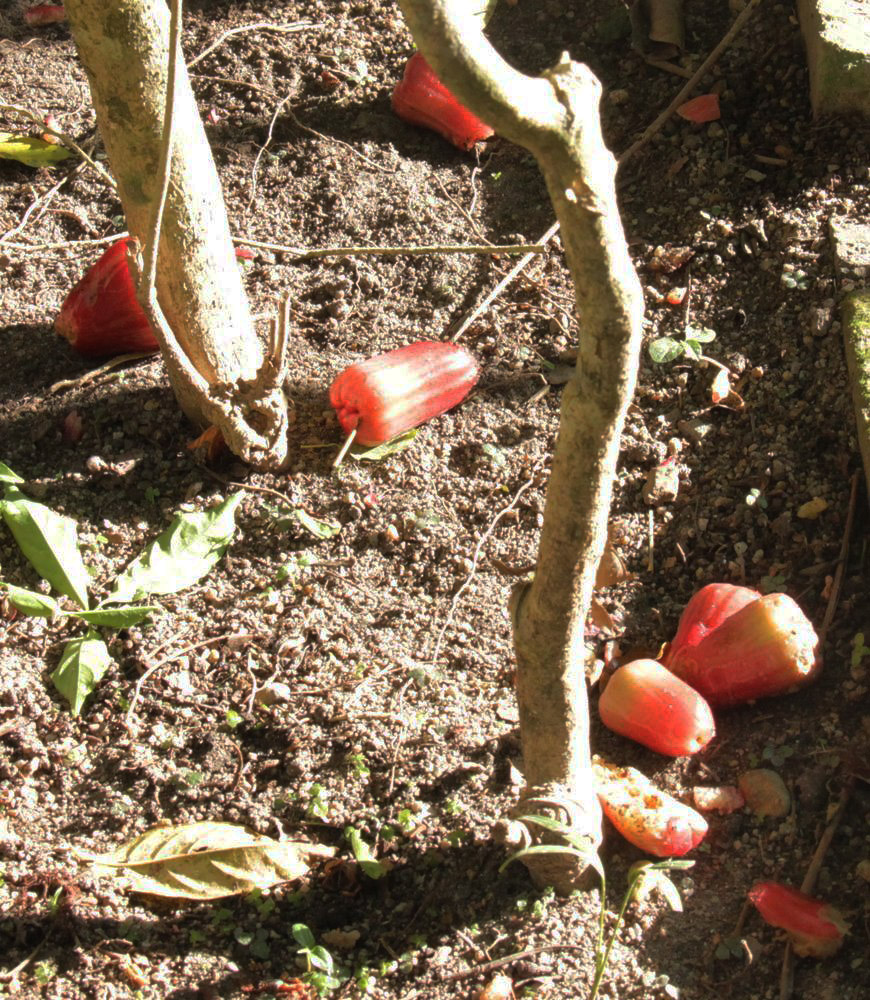 Image of Syzygium samarangense specimen.