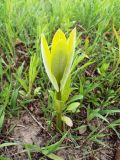 Asclepias syriaca