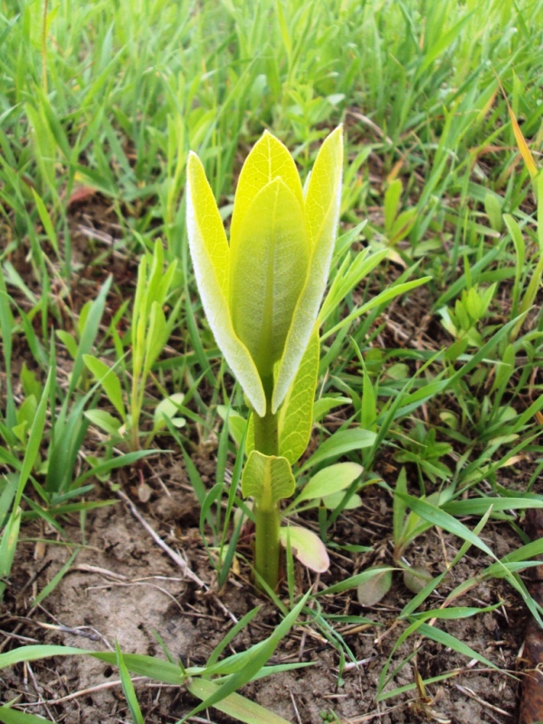 Изображение особи Asclepias syriaca.