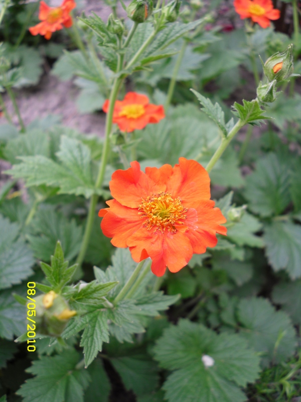 Image of Geum quellyon specimen.