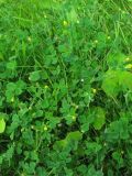 Medicago lupulina. Цветущие растения на влажном лугу. Нидерланды, провинция Гронинген, национальный парк Lauwersmeer. Июль 2007 г.