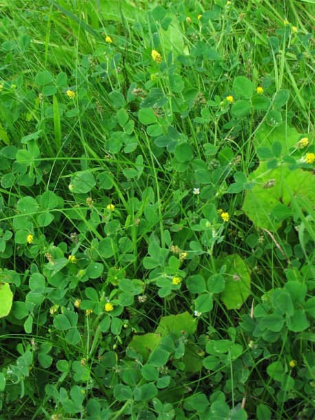 Image of Medicago lupulina specimen.