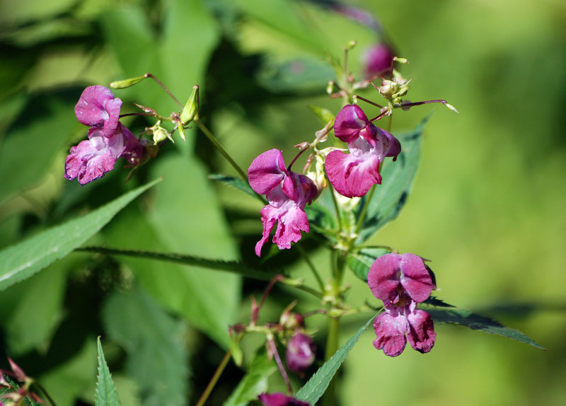 Image of Impatiens glandulifera specimen.