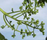 Phellodendron japonicum