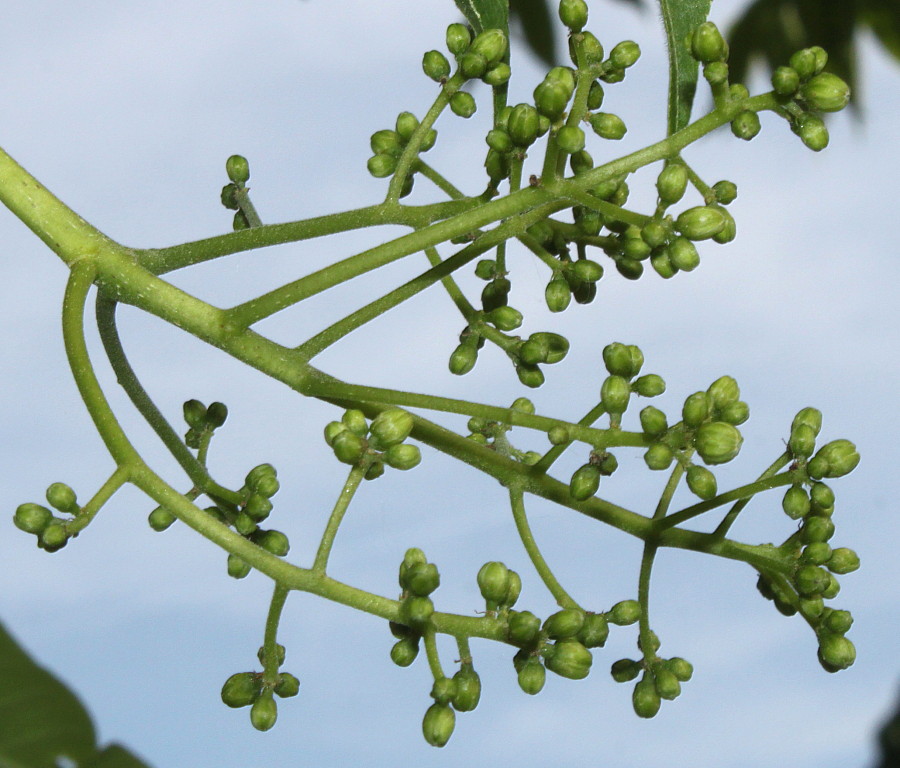 Изображение особи Phellodendron japonicum.