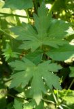 Geranium palustre