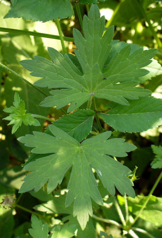 Image of Geranium palustre specimen.