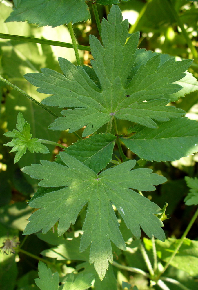 Изображение особи Geranium palustre.