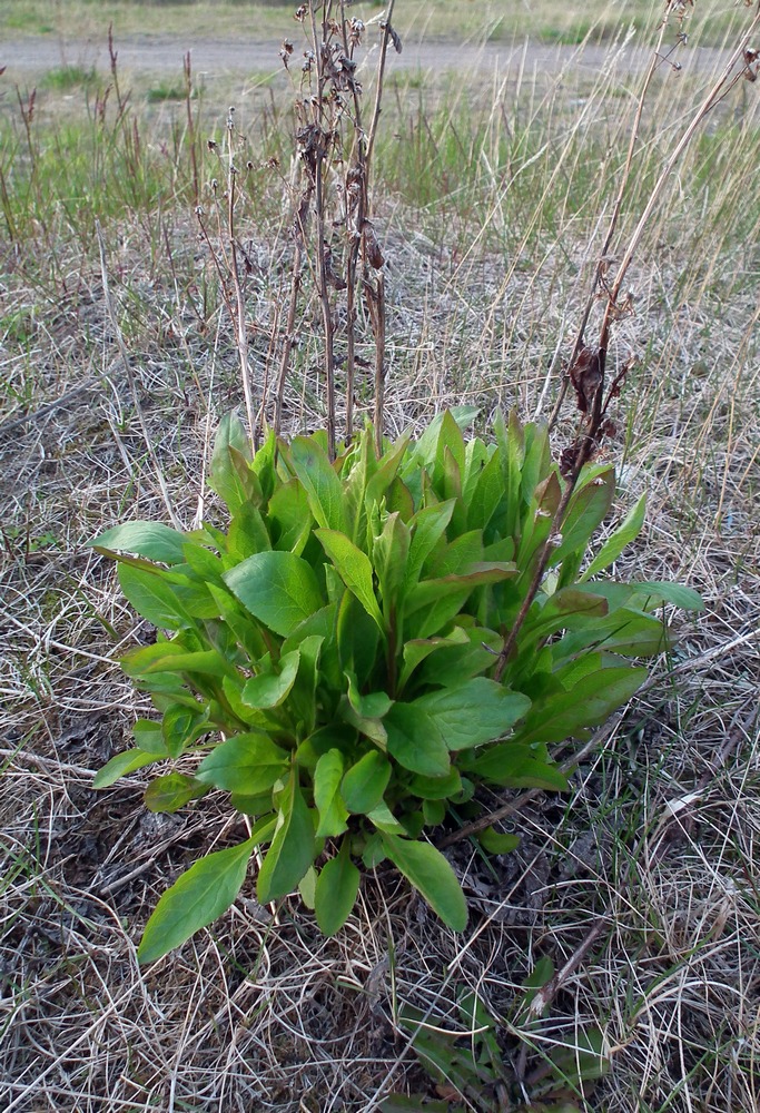 Image of Solidago virgaurea ssp. lapponica specimen.