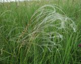 Stipa pennata. Верхушка плодоносящего растения. Белгородская обл., Губкинский р-н, запов. \"Белогорье\", \"Ямская степь\". 15 июня 2009 г.