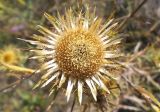 Carlina biebersteinii