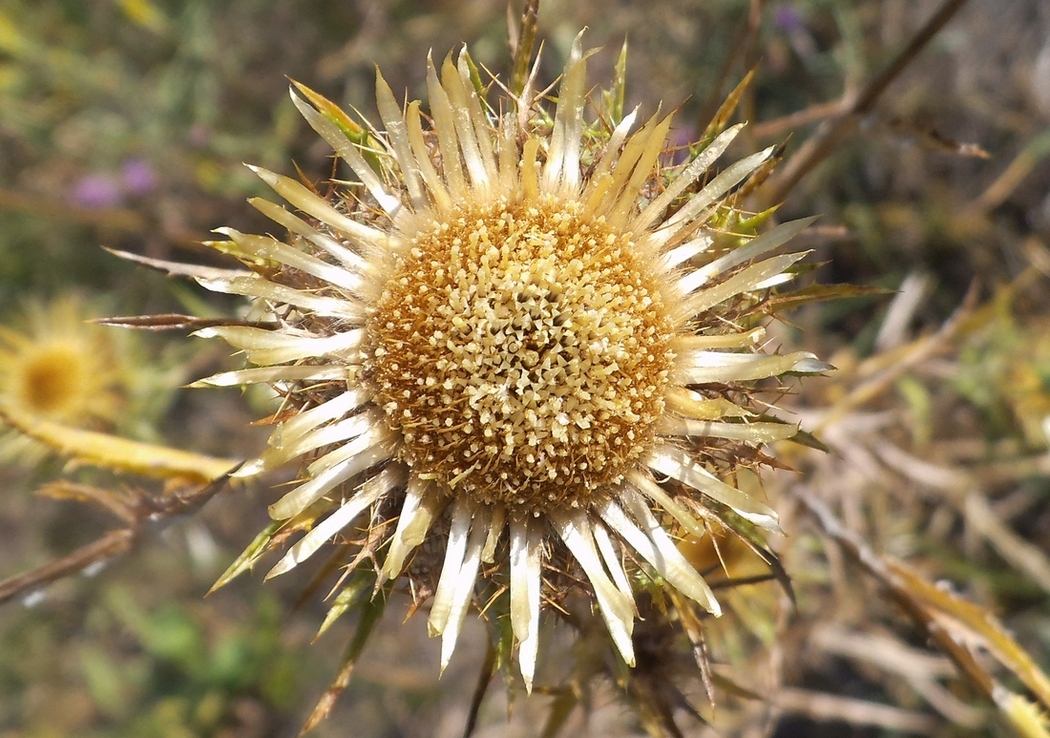 Image of Carlina biebersteinii specimen.