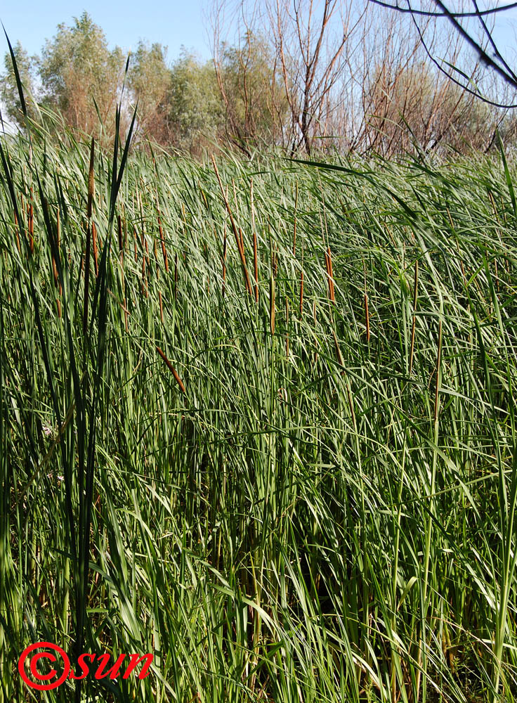 Изображение особи Typha austro-orientalis.