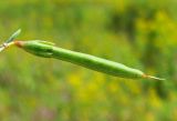 Lotus frondosus