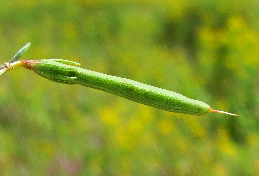 Image of Lotus frondosus specimen.