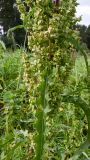 Rumex pseudonatronatus