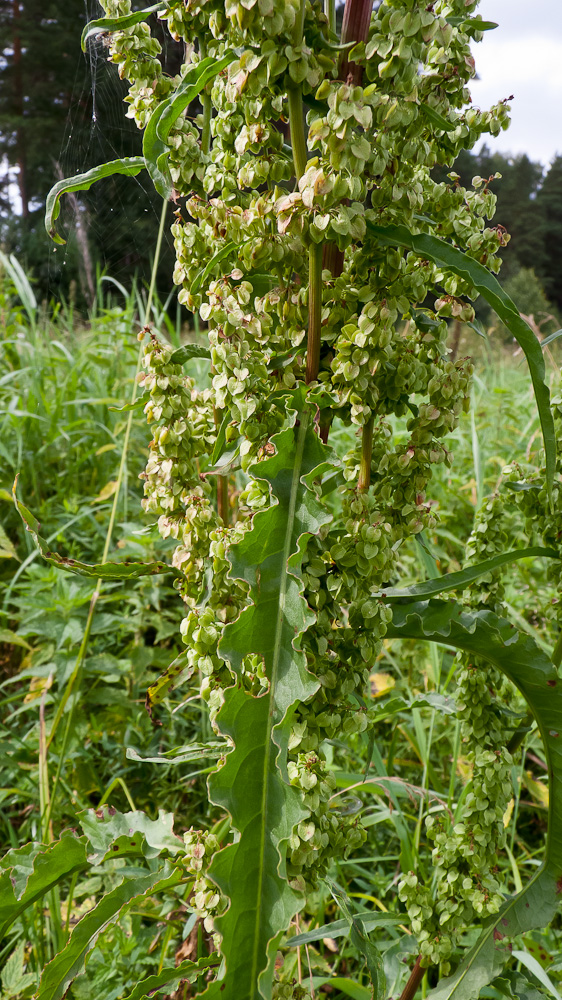 Изображение особи Rumex pseudonatronatus.