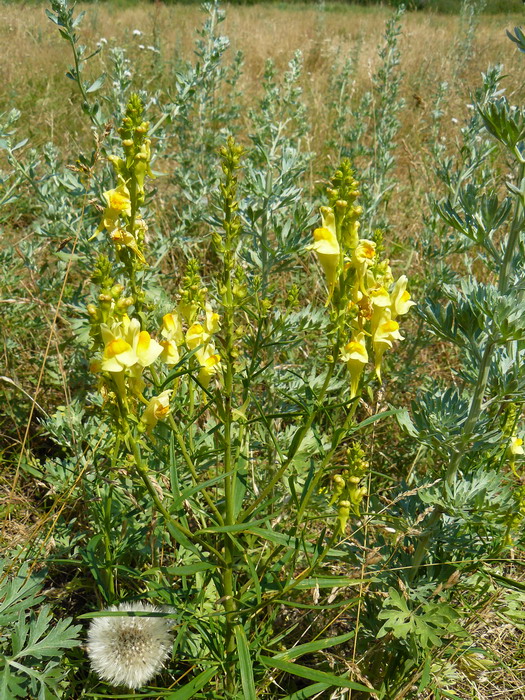 Изображение особи Linaria vulgaris.