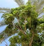 Litchi chinensis