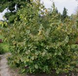 Hamamelis virginiana. Цветущее и плодоносящее растение. Германия, г. Дюссельдорф, Ботанический сад университета. 05.09.2014.