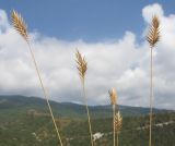 Agropyron pinifolium. Верхушки побегов с соплодиями. Краснодарский край, м/о г. Новороссийск, гора Большой Маркотх. 16.08.2014.