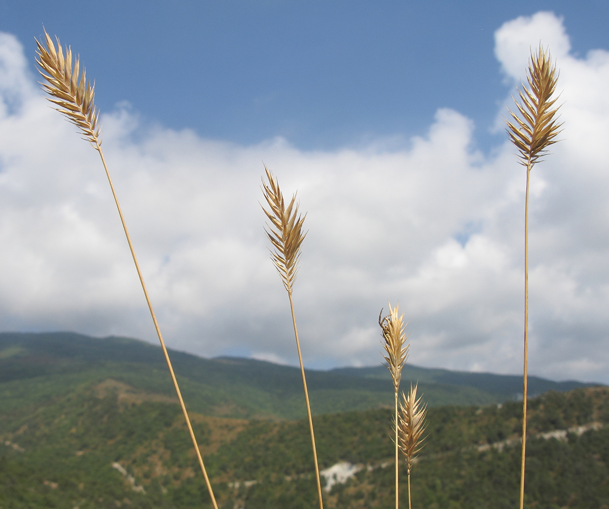 Изображение особи Agropyron pinifolium.