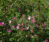 Rosa cinnamomea. Цветущее растение. Московская обл., Раменский р-н, окр. ж.-д. платформы Хрипань, просека под ЛЭП. 01.06.2014.