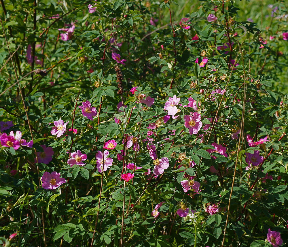 Image of Rosa cinnamomea specimen.
