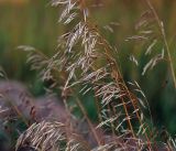 Bromopsis inermis. Верхушка растения с соплодиями. Московская обл., Раменский р-н, окр. ж.-д. платформы Хрипань, просека под ЛЭП. 12.08.2014.