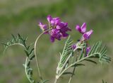 Oxytropis teres