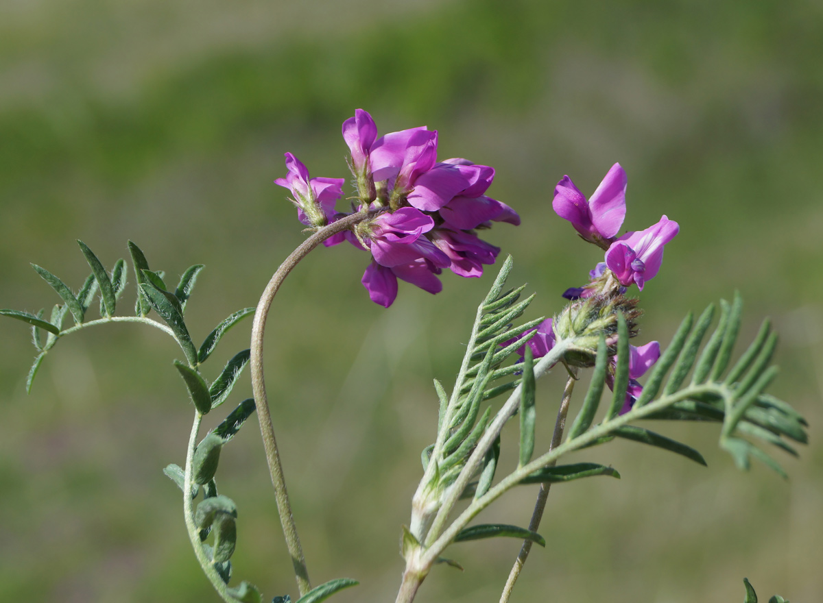 Изображение особи Oxytropis teres.