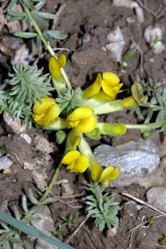 Изображение особи Astragalus alaicus.