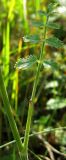 Pimpinella nigra