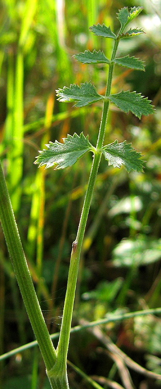Изображение особи Pimpinella nigra.