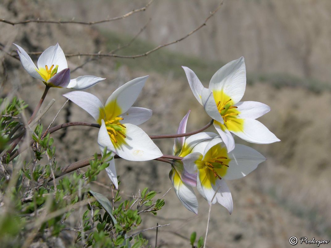 Изображение особи Tulipa biflora.